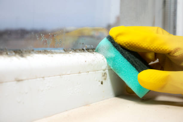 Best Kitchen Mold Remediation in Stroudsburg, PA