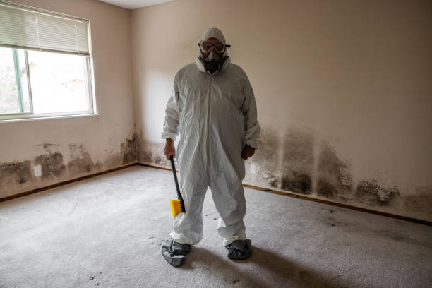 Best Black Mold Remediation in Stroudsburg, PA