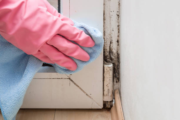 Best Bathroom Mold Remediation in Stroudsburg, PA